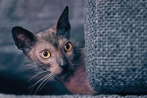 istock Cute Lykoi werewolf cat peeks out curiously from behind the sofa. Horizontal image. 2247117254