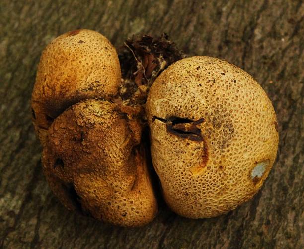 istock Mushroom - Fungus - Macro - Wild 2247117364