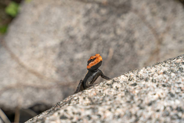 Portrait of a lizard. Close-up of the reptile.