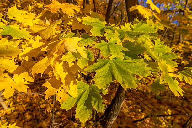 istock Autumn leaves on tree vibrant yellow and orange foliage 2247118825