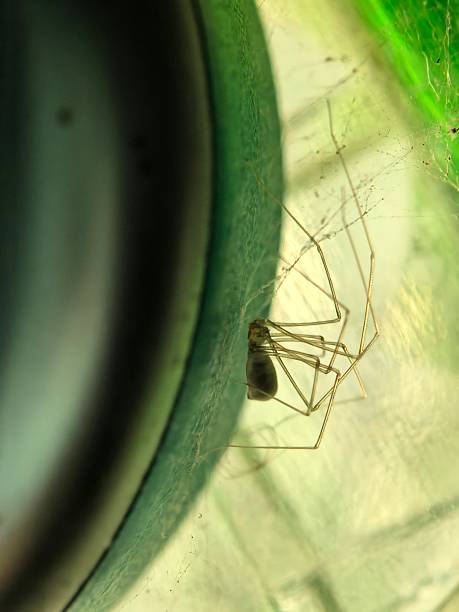 istock web, sunset, spider, hanging on a web, green lighting, in the corner, little spider 2247119294