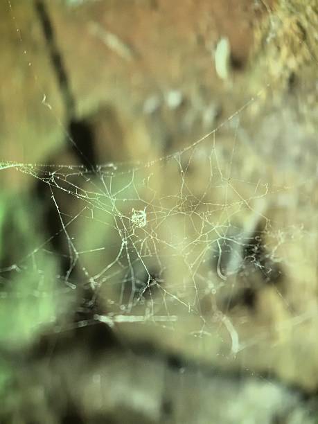 istock web, sunset, spider, hanging on a web, green lighting, in the corner, little spider 2247119300
