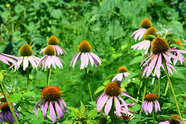 istock Echinacea  a Nectar-Rich Plant Attracting Pollinators. Blooming Echinacea in a Summer Garden. 2247120404