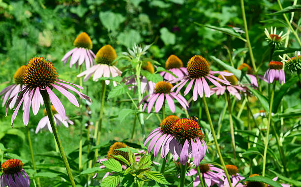 istock Echinacea or Coneflowers in Bloom Attracting Pollinators with Nectar and Pollen in Summer Garden 2247120405