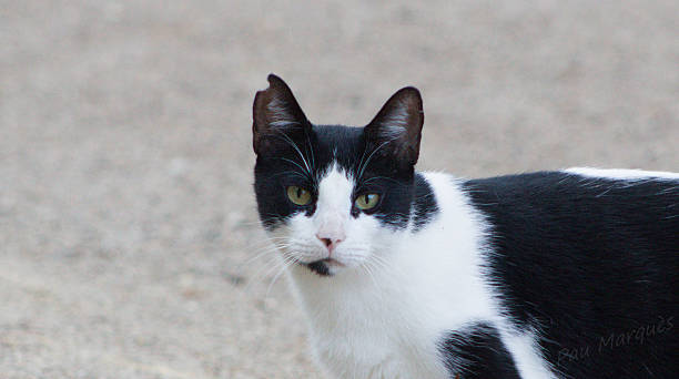 istock Alert Tuxedo Cat Observing Its Surroundings 2247120460