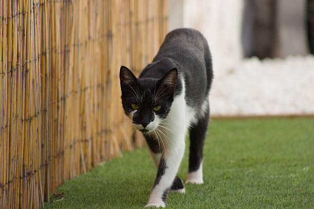 A dairy cow cat is basking in the sun in the garden.