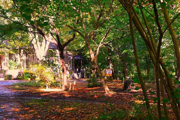 istock A wooded hall  with a view of fallen autumn leaves. 2247120875