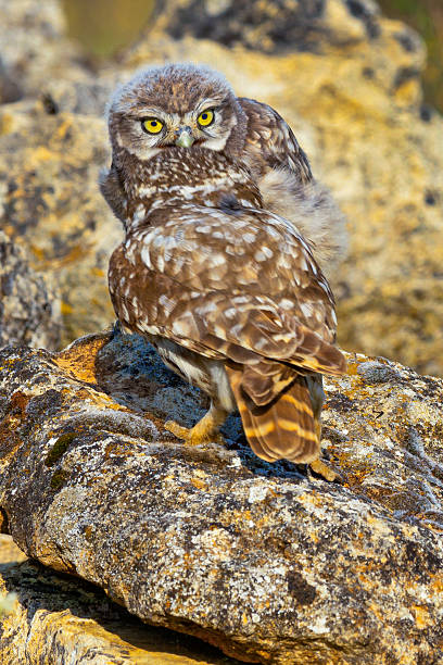 istock Little Owl, Athene noctua, Mediterranean Forest, Castilla y Leon, Spain 2247121087