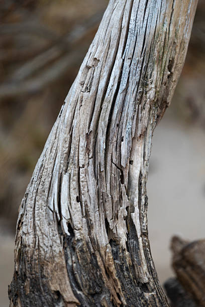 istock Beautiful springtime close-uo pf tree stump in the forest. 2247121492
