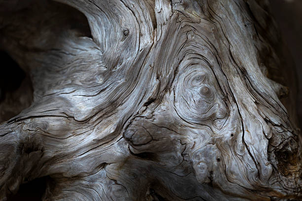 istock Beautiful springtime close-uo pf tree stump in the forest. 2247121495