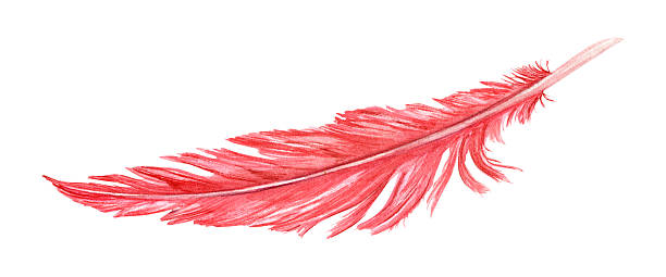 istock Watercolor red single bird feather illustration on isolated background. Colored pigeon, rooster or seagull plume. Element of animal wing for carnival mask decor, Easter card, ethnic design 2247121505