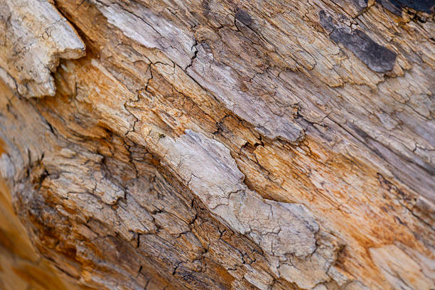 istock Beautiful springtime close-uo pf tree stump in the forest. 2247121570