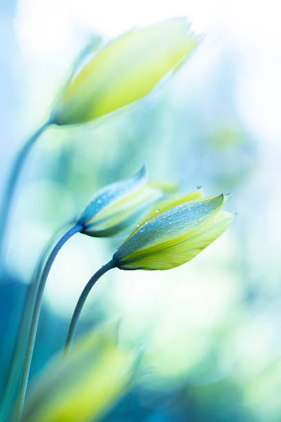 istock Beautiful tulip flowers in the springtime garden. 2247121756