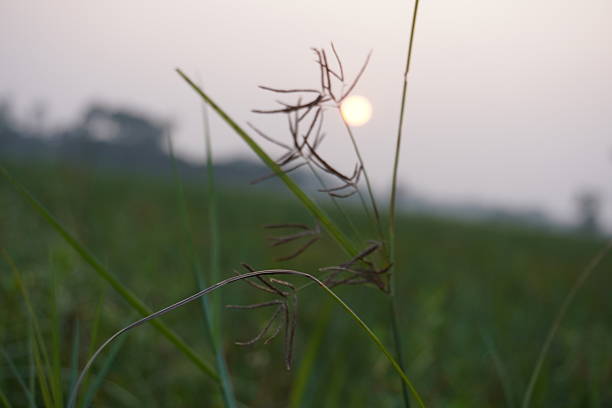 Golden Grass Seed Heads in Warm Sunrise Meadow
