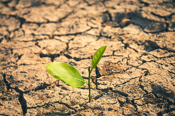 istock A lone tree sapling struggles to grow in cracked soil, symbolizing hope amidst a water shortage crisis. 2247122677