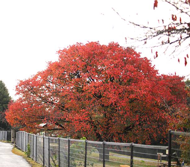 A person passes by a tree with autumn leaves.