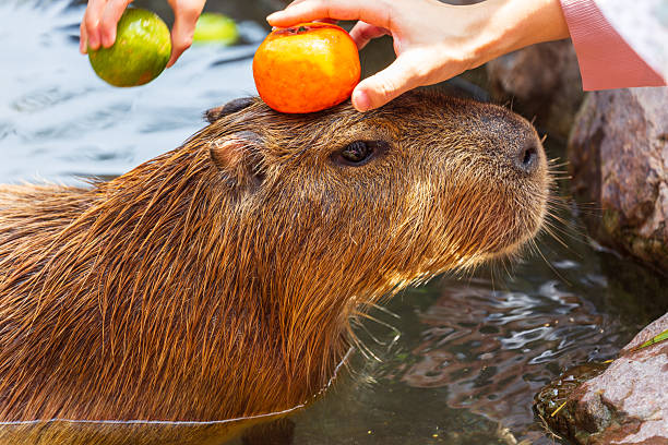 istock The docile capybaras interact closely with tourists at tourist attractions. 2247123362