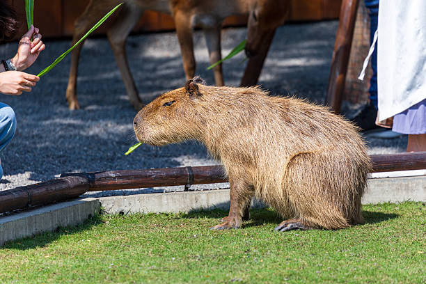 istock The docile capybaras interact closely with tourists at tourist attractions. 2247123392