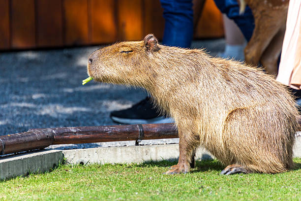 istock The docile capybaras interact closely with tourists at tourist attractions. 2247123409
