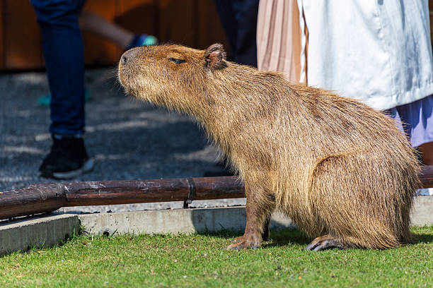 istock The docile capybaras interact closely with tourists at tourist attractions. 2247123417