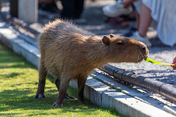 istock The docile capybaras interact closely with tourists at tourist attractions. 2247123451