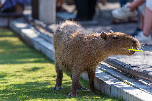 istock The docile capybaras interact closely with tourists at tourist attractions. 2247123480
