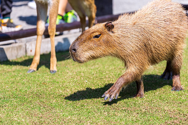 istock The docile capybaras interact closely with tourists at tourist attractions. 2247123500