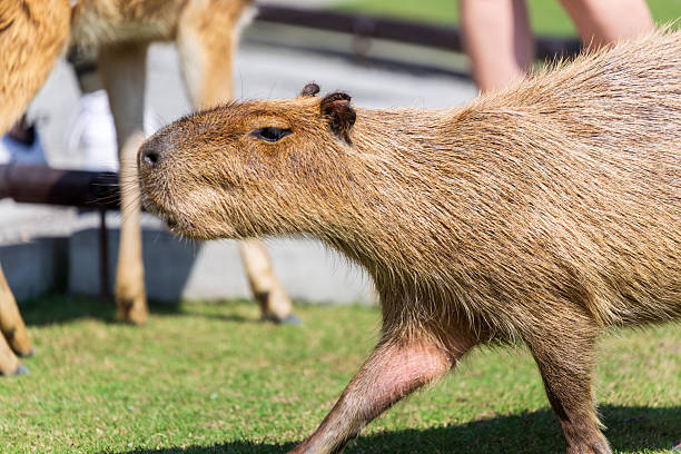 istock The docile capybaras interact closely with tourists at tourist attractions. 2247123505