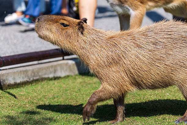 istock The docile capybaras interact closely with tourists at tourist attractions. 2247123519