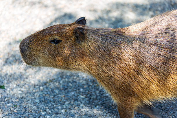 istock The docile capybaras interact closely with tourists at tourist attractions. 2247123641