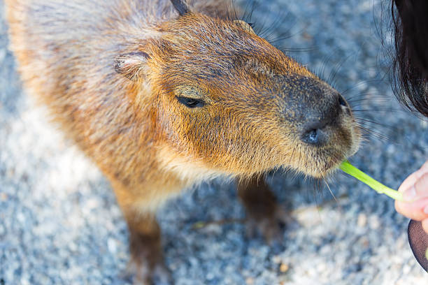 istock The docile capybaras interact closely with tourists at tourist attractions. 2247123648