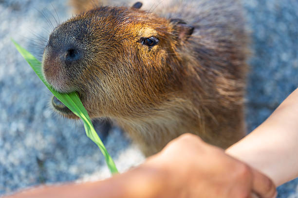 istock The docile capybaras interact closely with tourists at tourist attractions. 2247123718