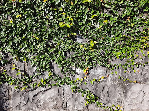 Green Creeper Plant on Old Stone Wall Background Great for Any Use