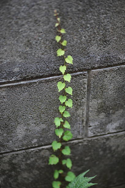 istock Ivy growing up  on a block wall. 2247125129