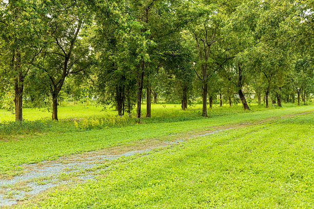 Green trees and nature trails,A walking trail through a natural green beech forest in spring, National Park