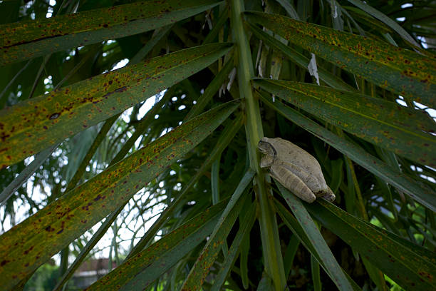 A common tree frog or Polypedates leucomystax perched on the branch of a palm tree leaves.
