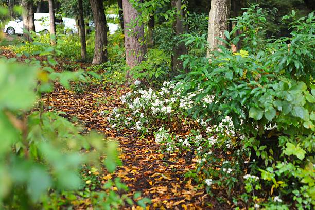 The flowers blooming along the path among the trees are very beautiful,