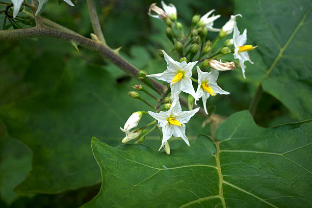 Traditional Sundanese raw salads Leunca Solanum nigrum white flowers.