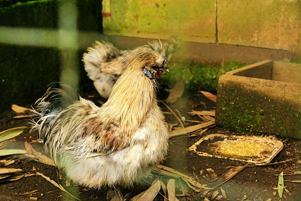 A silky chicken captured inside a natural farm habitat, highlighting its fluffy feathers and rural enclosure setting.