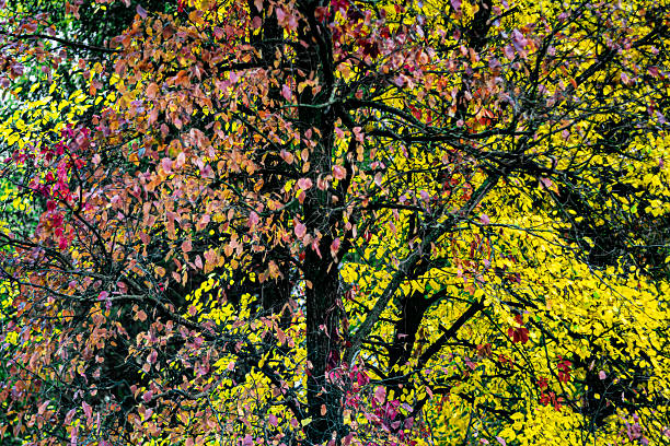 The beauty of autumn nature. The color of autumn leaves. Autumn background for your PC desktop. Early autumn in a city park.