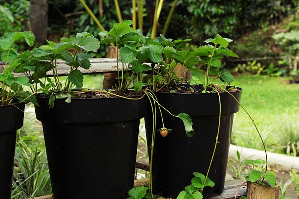 Close up of strawberry plants growing in black pots outdoors, showing healthy leaves and natural garden setting.