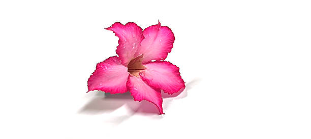 istock Pink flowers isolated on white background 2247128843