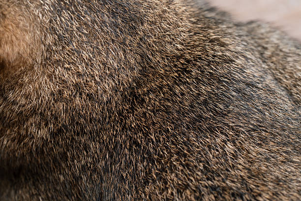 istock Tabby cat's fur close up stock photo. 2247129032