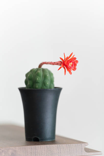 Flowering cactus Matucana Madisoniorum.