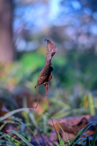 Autumn grass green, separate dead leaves
