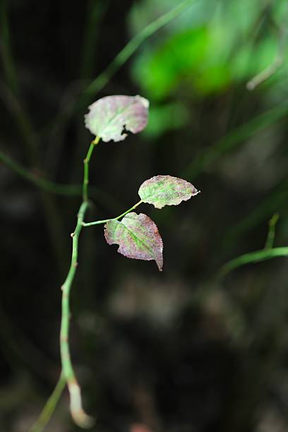 istock Three colorful leaves growing in the garden. 2247132268