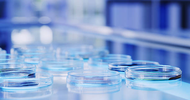 istock Petri dish, medical samples and science with research, biology and virus with cure. Empty, investigation or test for bacteria cells in laboratory, experiment and chemistry with results or vaccine 2247133952