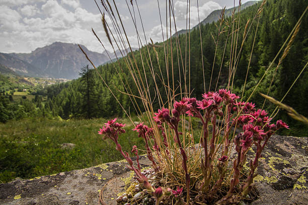 Sempervivum,nevache,hautes alpes,france