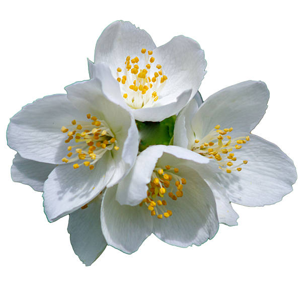 istock White jasmine flower isolated on white background 2247134009