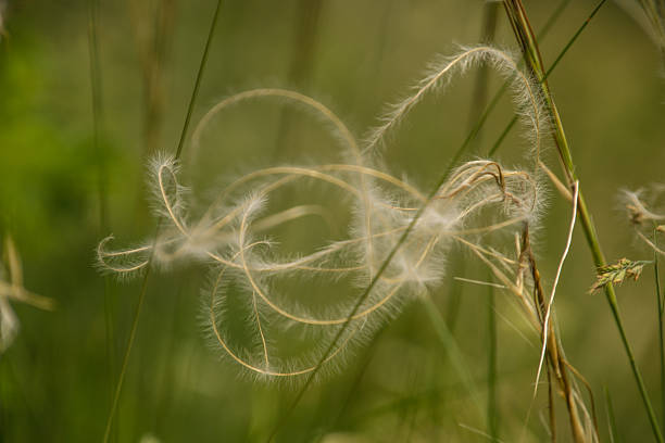 Backgrounds of flowers, blossoms, grass and leaves with copy space, photographed in full format in high resolution and color